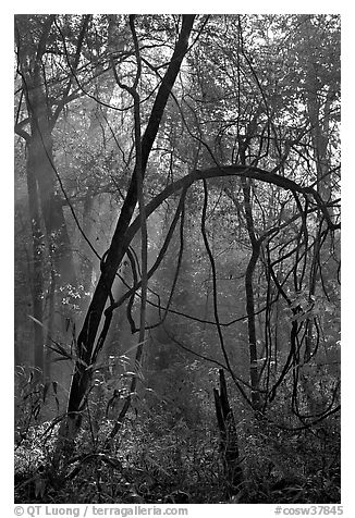 Trees with vines. Congaree National Park (black and white)