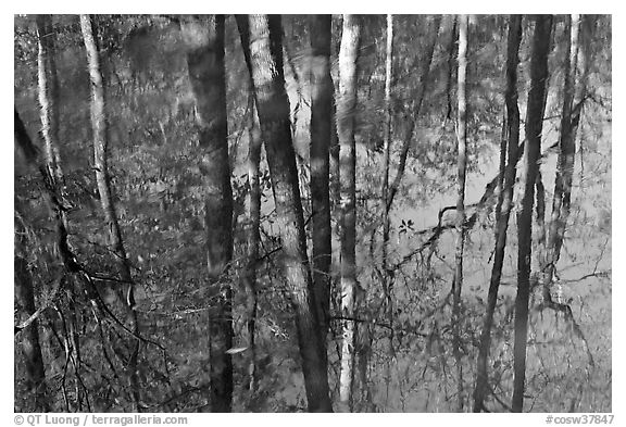 Cypress trees reflected in swamp. Congaree National Park (black and white)