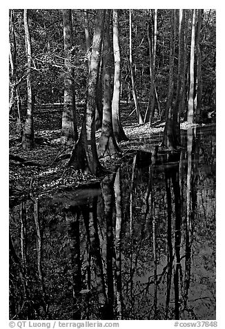 Trees trunks and reflections. Congaree National Park (black and white)