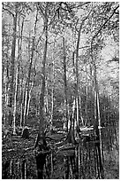 Tall trees and creek. Congaree National Park, South Carolina, USA. (black and white)