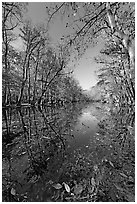 Wise Lake on a sunny day. Congaree National Park, South Carolina, USA. (black and white)