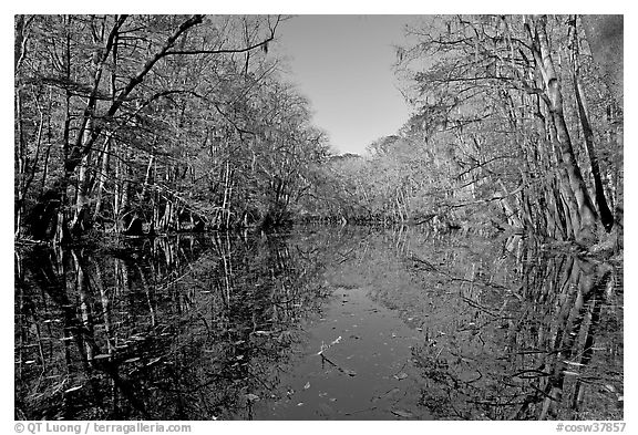 Wise Lake and reflections. Congaree National Park (black and white)