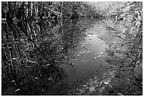 Fallen leaves and reflections in Wise Lake. Congaree National Park, South Carolina, USA. (black and white)