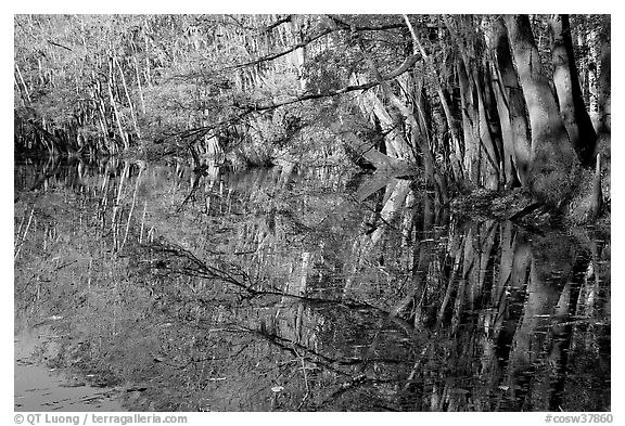 Reflections, Wise Lake. Congaree National Park (black and white)