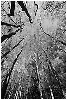 Looking upwards Floodplain forest. Congaree National Park, South Carolina, USA. (black and white)