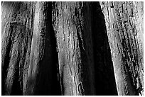Close-up of buttressed base of bald cypress. Congaree National Park, South Carolina, USA. (black and white)