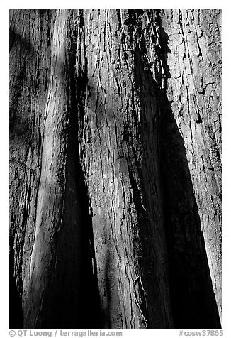 Close-up of base of bald cypress tree. Congaree National Park (black and white)