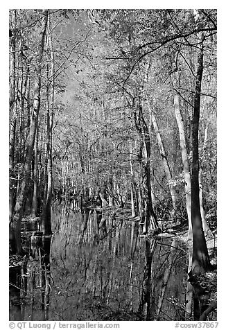 Tall trees around creek. Congaree National Park (black and white)