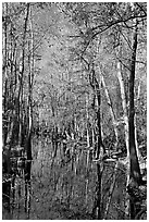 Tall trees around creek. Congaree National Park, South Carolina, USA. (black and white)