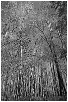 Tall floodplain forest trees. Congaree National Park, South Carolina, USA. (black and white)