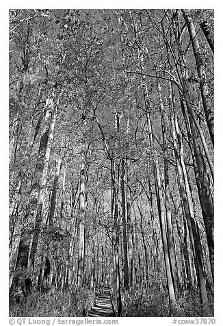 Boardwalk with woman dwarfed by tall trees. Congaree National Park (black and white)