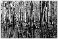 Floodplain trees growing out of swamp on a sunny day. Congaree National Park, South Carolina, USA. (black and white)