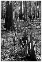 Floor of floodplain forest with cypress knees. Congaree National Park ( black and white)