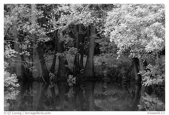 Bald cypress in summer. Congaree National Park (black and white)