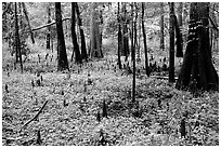 Cypress and undergrowth with knees in summer. Congaree National Park, South Carolina, USA. (black and white)