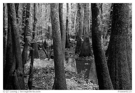Cypress and swamp in summer. Congaree National Park (black and white)