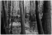 Cypress and swamp in summer. Congaree National Park (black and white)