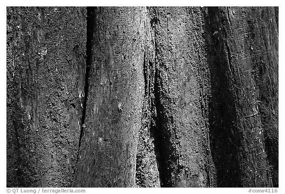 Cypress trunk detail. Congaree National Park (black and white)