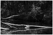 Cedar Creek near Barrister Bridge. Congaree National Park ( black and white)