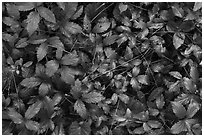 Close-up of leaves and fallen pine needles. Congaree National Park ( black and white)
