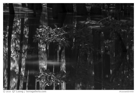 Reflections in flooded forest near Bates Bridge. Congaree National Park (black and white)