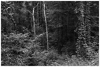 Lush vegetation along Bates Ferry Trail. Congaree National Park ( black and white)