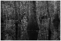 Flooded bottomland hardwood forest. Congaree National Park ( black and white)