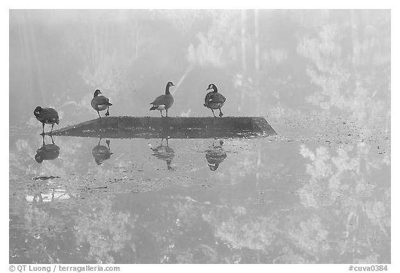 Geese and misty reflections on Kendal lake. Cuyahoga Valley National Park, Ohio, USA.
