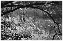Arching tree and reflection on Kendal lake. Cuyahoga Valley National Park, Ohio, USA. (black and white)
