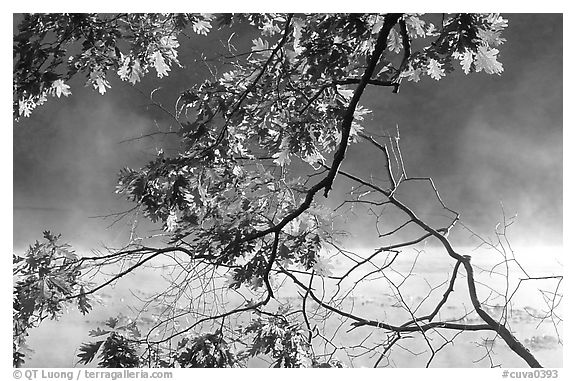Branches, leaves, and mist, Kendall Lake. Cuyahoga Valley National Park (black and white)