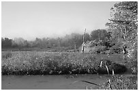 Beaver marsh, early morning. Cuyahoga Valley National Park, Ohio, USA. (black and white)