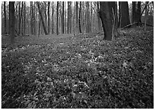 Myrtle flowers on forest floor in early spring, Brecksville Reservation. Cuyahoga Valley National Park, Ohio, USA. (black and white)