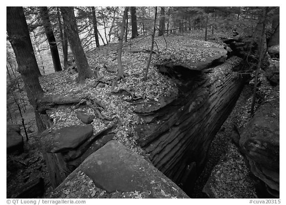 Sandstone cracks, moss, fallen leaves, and trees with bare roots, The Ledges. Cuyahoga Valley National Park (black and white)