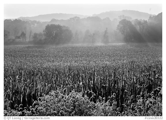 Field with sun and trees throught morning mist. Cuyahoga Valley National Park, Ohio, USA.