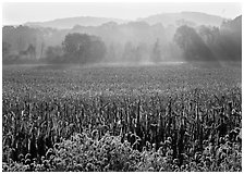 Field with sun and trees throught morning mist. Cuyahoga Valley National Park, Ohio, USA. (black and white)