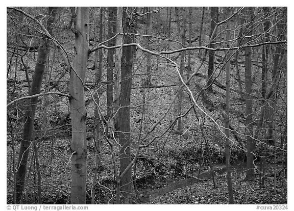 Branches and bare forest. Cuyahoga Valley National Park (black and white)