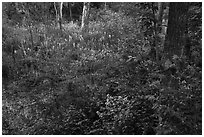 Swampy forest undergrowth in summer. Cuyahoga Valley National Park ( black and white)