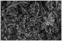 Close-up of plants and wildflowers. Cuyahoga Valley National Park ( black and white)