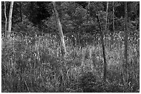 Cattails in forest pond. Cuyahoga Valley National Park ( black and white)