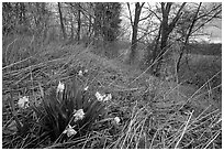 Yellow Daffodils growing at the edge of wetland. Cuyahoga Valley National Park, Ohio, USA. (black and white)