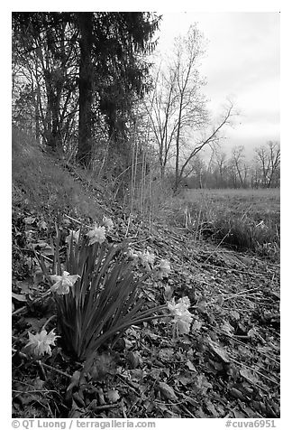 Marsh Marigold growing at edge of marsh. Cuyahoga Valley National Park (black and white)