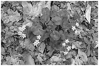 Marsh marigold (Caltha palustris) growing amidst fallen leaves. Cuyahoga Valley National Park, Ohio, USA. (black and white)
