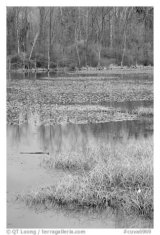 Beaver Marsh and reflections. Cuyahoga Valley National Park (black and white)