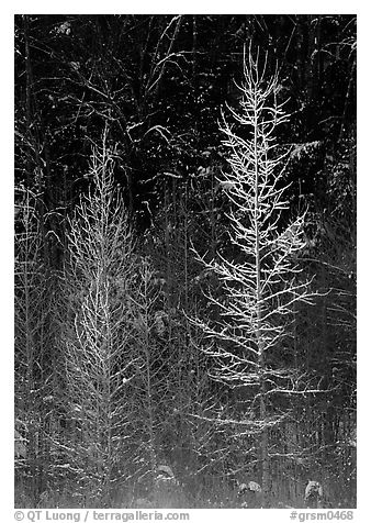 Bare trees in winter, spolighted against dark forest, Tennessee. Great Smoky Mountains National Park, USA.