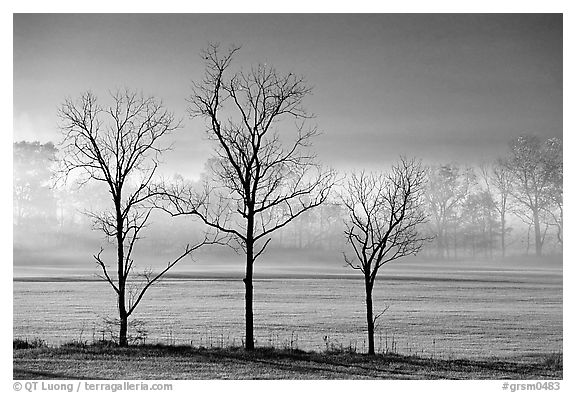 Three bare trees, meadow, and fog, Cades Cove, early morning, Tennessee. Great Smoky Mountains National Park (black and white)