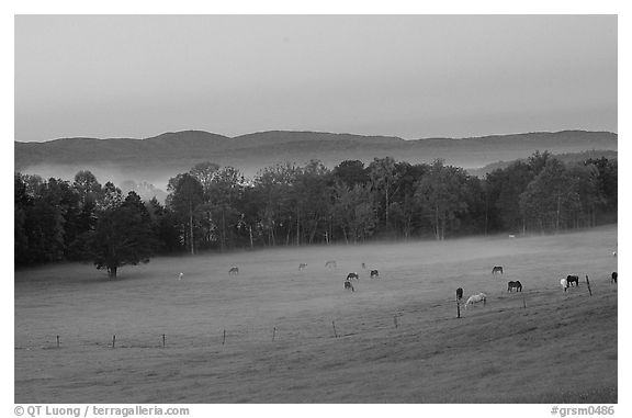 Pasture at dawn with rosy sky, Cades Cove, Tennessee. Great Smoky Mountains National Park (black and white)