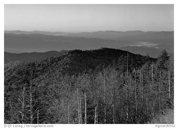 Trees in fall foliage and ridges from Clingman's dome at sunrise, North Carolina. Great Smoky Mountains National Park (black and white)