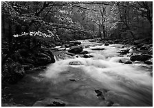 Stream with rapids and dogwoods in spring, Treemont, Tennessee. Great Smoky Mountains National Park, USA. (black and white)