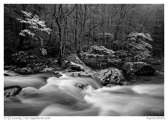 Three dogwoods with blossoms, boulders, flowing water, Middle Prong of the Little River, Tennessee. Great Smoky Mountains National Park (black and white)