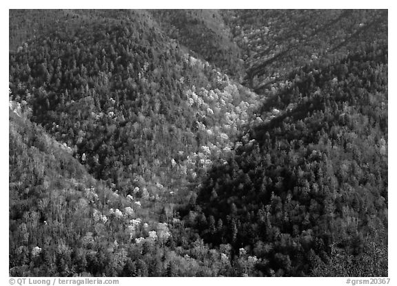 Hillside covered with trees in early spring, North Carolina. Great Smoky Mountains National Park (black and white)